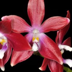 Phalaenopsis/Sedirea