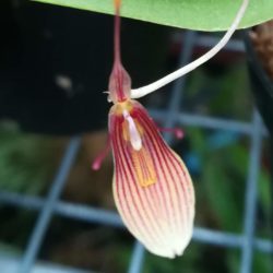 Miniature per orchidari