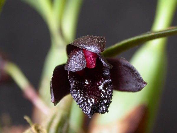 Maxillaria schunkeana  Orchidea botanica in vendita online